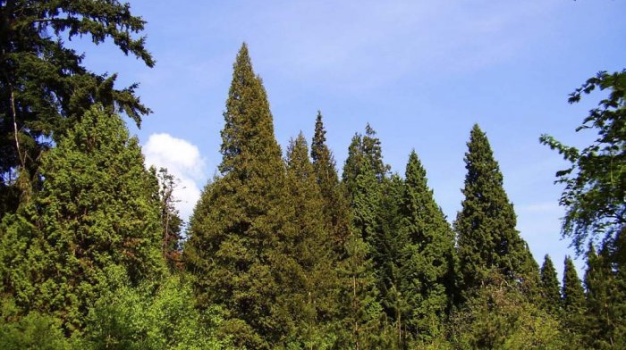 Arborétum Kysihýbeľ